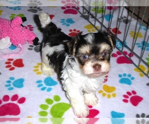 Havanese Puppy for sale in ORO VALLEY, AZ, USA