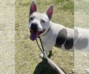 Bull Terrier-Unknown Mix Dogs for adoption in Chandler, AZ, USA