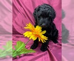 Small Photo #5 Labradoodle Puppy For Sale in PIERSON, FL, USA
