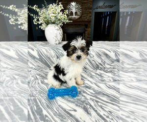 Morkie Puppy for sale in GREENFIELD, IN, USA