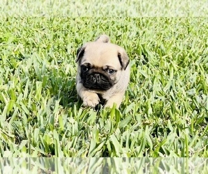 Pug Puppy for sale in SEABROOK, TX, USA