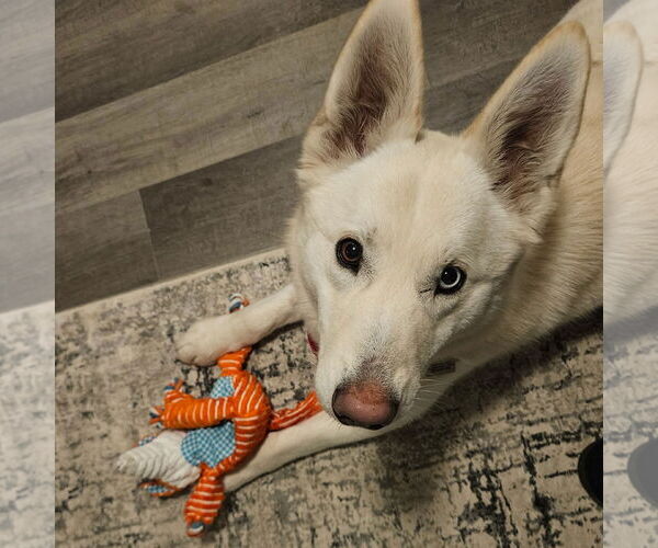 Medium Photo #11 Huskies -Unknown Mix Puppy For Sale in Crystal, MN, USA
