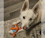 Small #10 Huskies  Mix