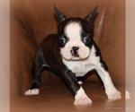 Small Photo #5 Boston Terrier Puppy For Sale in WINNSBORO, TX, USA