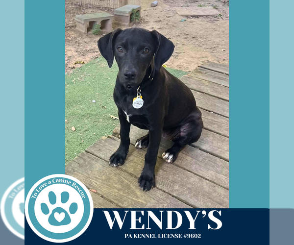 Medium Photo #2 Labrador Retriever-Unknown Mix Puppy For Sale in Kimberton, PA, USA