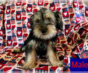 Yorkshire Terrier Puppy for sale in AMSTERDAM, MO, USA