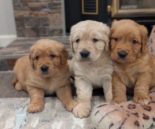 Medium Photo #1 Golden Retriever Puppy For Sale in SACRAMENTO, CA, USA