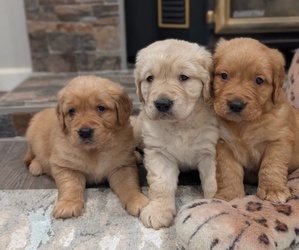 Golden Retriever Puppy for Sale in SACRAMENTO, California USA