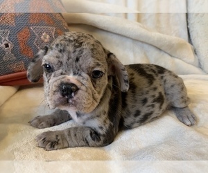 French Bulldog Puppy for sale in JOHNS ISLAND, SC, USA