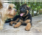 Small Photo #23 German Shepherd Dog Puppy For Sale in WELLINGTON, FL, USA