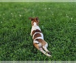Small Photo #5 Jack Russell Terrier Puppy For Sale in QUARRYVILLE, PA, USA