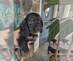 Puppy Arrow Cocker Spaniel-Miniature Bernedoodle Mix
