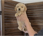 Small English Cream Golden Retriever