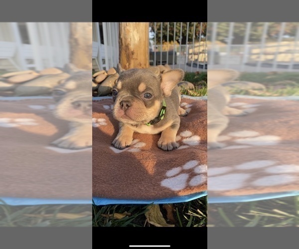 Medium Photo #5 French Bulldog Puppy For Sale in ANAHEIM, CA, USA