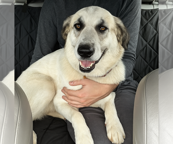 Medium Photo #2 Golden Pyrenees Puppy For Sale in Mt. Laurel, NJ, USA