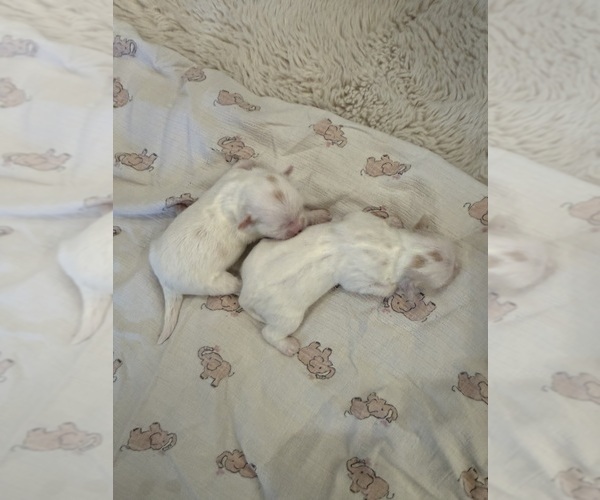 Medium Photo #3 Shih Tzu Puppy For Sale in HARRISONBURG, VA, USA