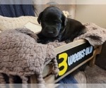 Small Photo #17 Labrador Retriever Puppy For Sale in BONAIRE, GA, USA