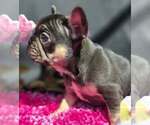 Small #4 French Bulldog