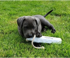 Labrador Retriever Puppy for sale in NORTH BEND, OR, USA