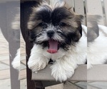 Small #2 Shih Tzu