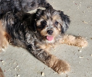 Cavapoo Puppy for sale in CARLISLE, KY, USA