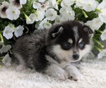 Small #5 Pomsky