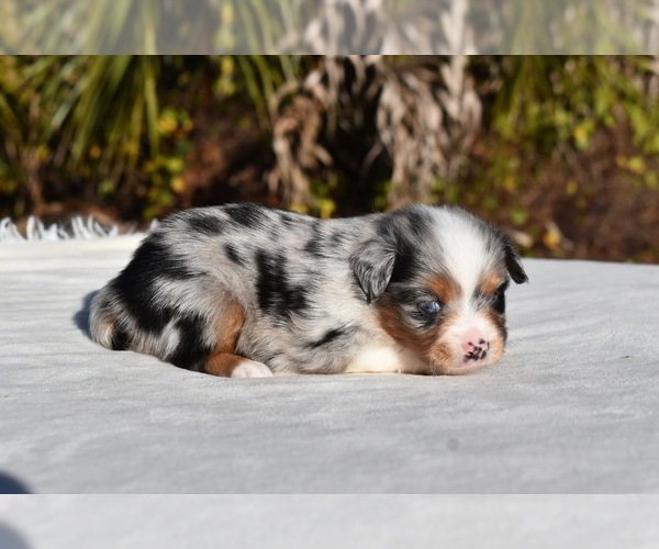 Medium Photo #2 Miniature Australian Shepherd Puppy For Sale in PALM COAST, FL, USA