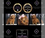 Puppy Stevie AKC Poodle (Miniature)