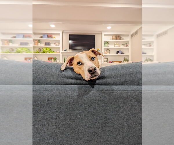 Medium Photo #5 Bulldog-Labrador Retriever Mix Puppy For Sale in Tarrytown, GA, USA