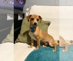 Small #5 Chihuahua Mix