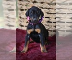 Small Photo #23 Doberman Pinscher Puppy For Sale in LUTZ, FL, USA