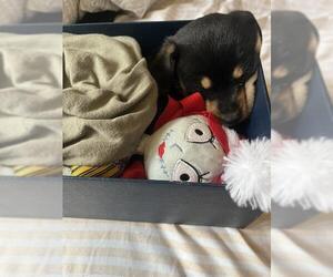 Chihuahua-Unknown Mix Dogs for adoption in San Antonio, TX, USA