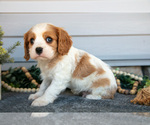 Small #2 Cavalier King Charles Spaniel