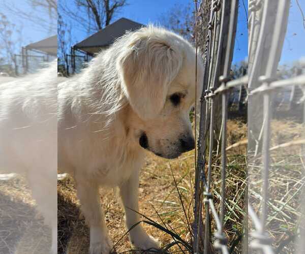 Medium Photo #2 Golden Retriever-Unknown Mix Puppy For Sale in Woodbury, NY, USA