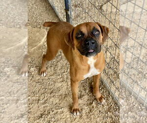 Boxer Dogs for adoption in Austin, TX, USA