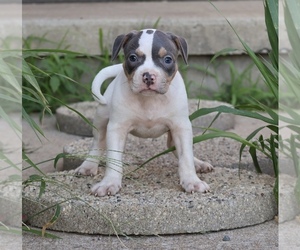 American Bully Puppy for sale in CHAMPAIGN, IL, USA