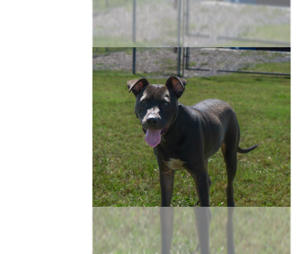 Medium Photo #1 Mutt Puppy For Sale in Abbeville, LA, USA