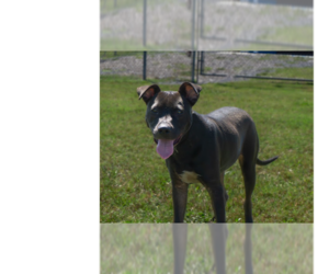 Mutt Dogs for adoption in Abbeville, LA, USA