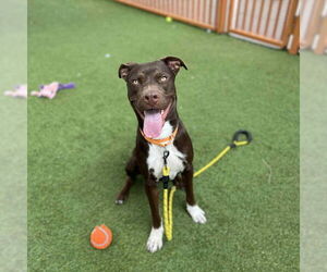 Mutt Dogs for adoption in Las Vegas, NV, USA