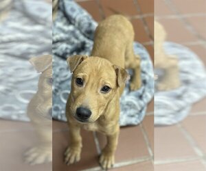 Retriever -Unknown Mix Dogs for adoption in Jefferson, NJ, USA