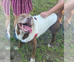 Charlotte - Female Mutt Dog for Adoption - Photo #2