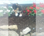 Small Photo #3 Pembroke Welsh Corgi Puppy For Sale in PORT BYRON, NY, USA