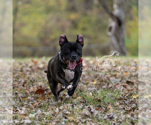 Medium Photo #19 Staffordshire Bull Terrier-Unknown Mix Puppy For Sale in Crete, IL, USA