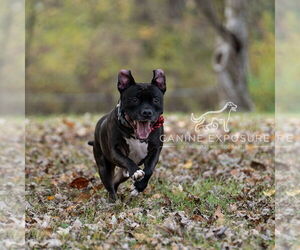 Puppy - Male Staffordshire Bull Terrier-Unknown Mix Dog for Adoption - Photo #19