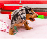 Small Photo #17 Dachshund Puppy For Sale in WAKARUSA, IN, USA
