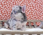Small Photo #7 French Bulldog Puppy For Sale in BLAKESBURG, IA, USA