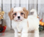 Small Photo #1 Cava-Tzu Puppy For Sale in MOUNT VERNON, OH, USA