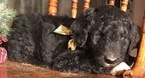 Small Photo #6 Aussiedoodle Puppy For Sale in ARBA, IN, USA