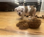 Puppy Spot English Bulldog