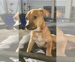 Small Beagle-Black Mouth Cur Mix